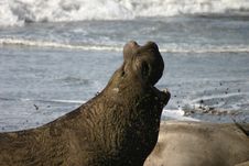 Proud Elephant Seal Royalty Free Stock Photos