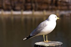 Seagull On Post-4 Stock Photography