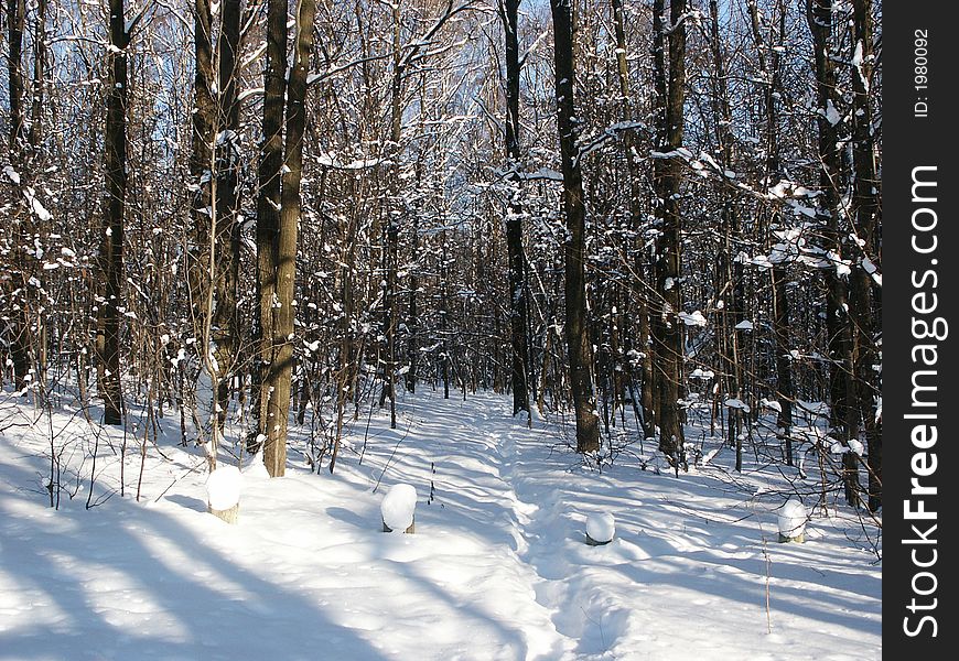 Ski track in a winter wood