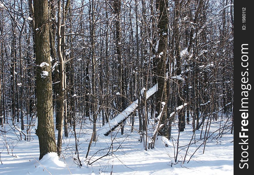 Ski track in a winter wood
