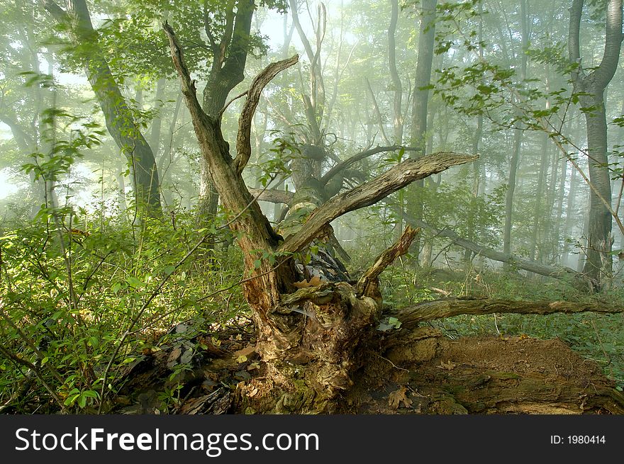 Sun rays crossing a misty forest photographed in an early summer morning. Sun rays crossing a misty forest photographed in an early summer morning