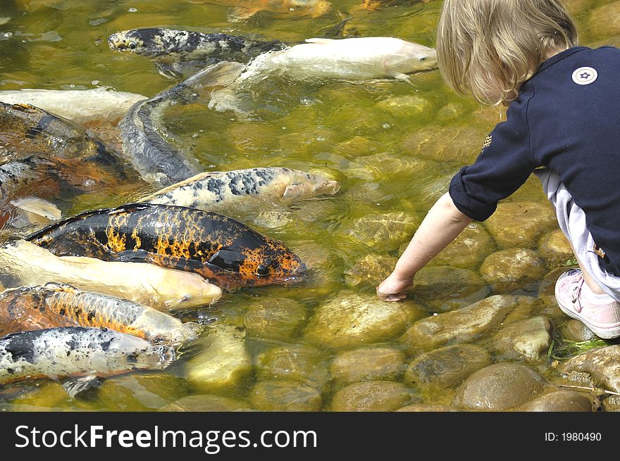 Child with hands in pond petting fish. Child with hands in pond petting fish