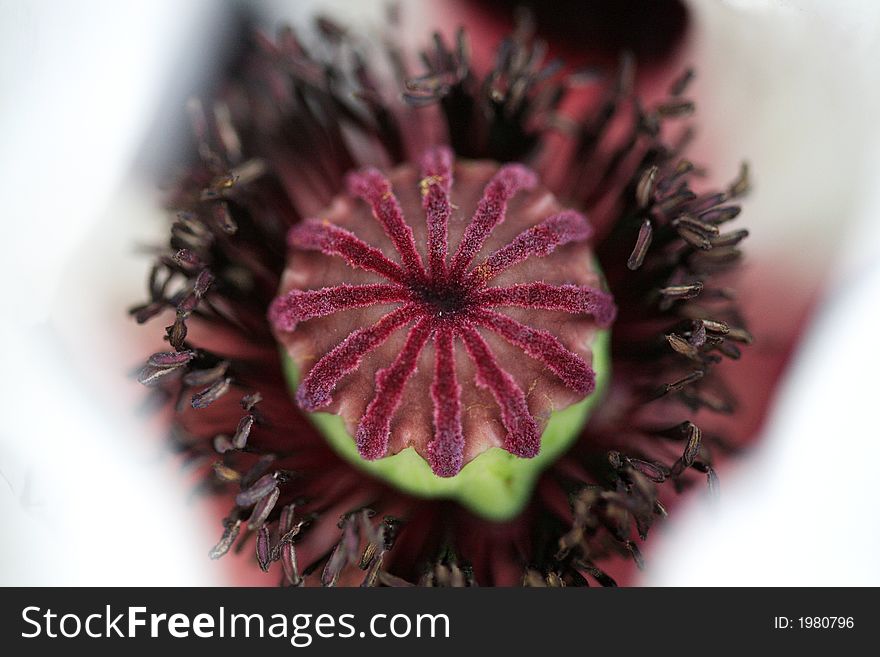 The stamen inside of a white flower