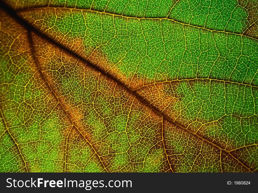 Close up of a leaf with a backlit. Close up of a leaf with a backlit.