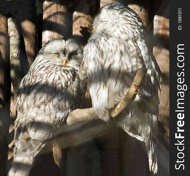 Two dreamy owls resting on the branch