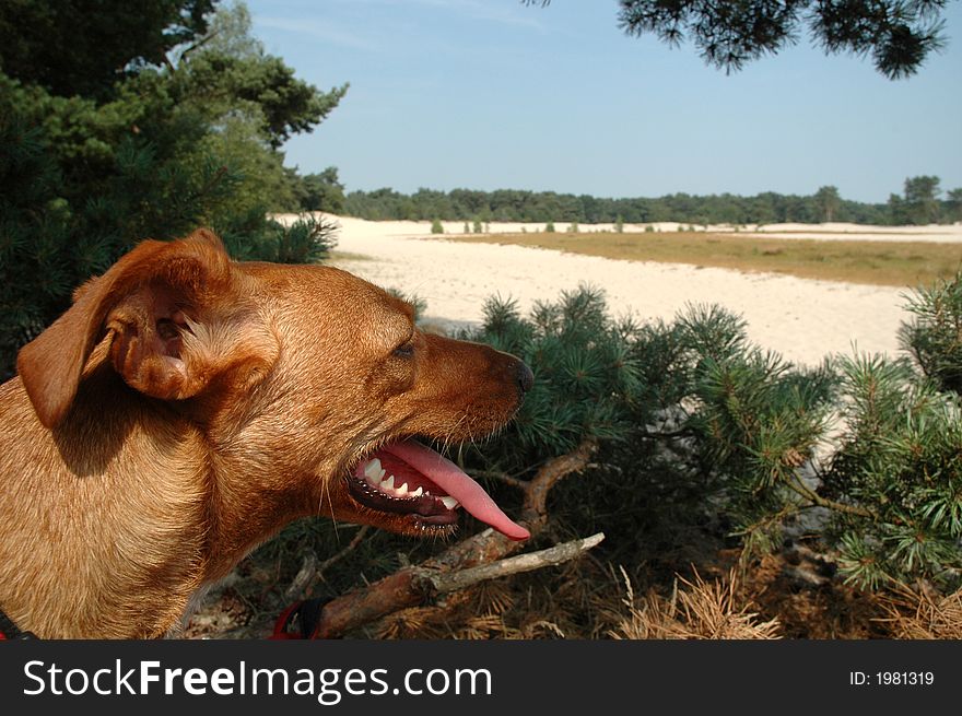 Spanish dog - Galgo - In the nature of dunes. Spanish dog - Galgo - In the nature of dunes