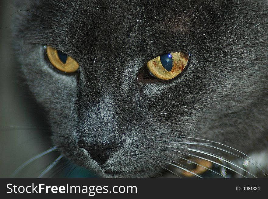 Portrait of a Blue Russian cat with big yellow eyes