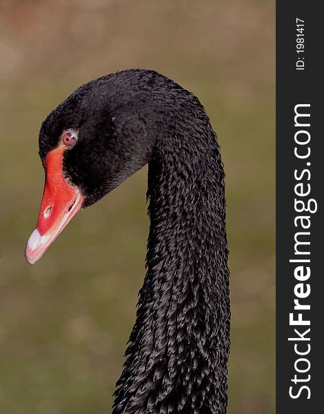 The Black Swan, Cygnus atratus is a large non-migratory waterbird which breeds mainly in the southeast and southwest of Australia. The Black Swan, Cygnus atratus is a large non-migratory waterbird which breeds mainly in the southeast and southwest of Australia.
