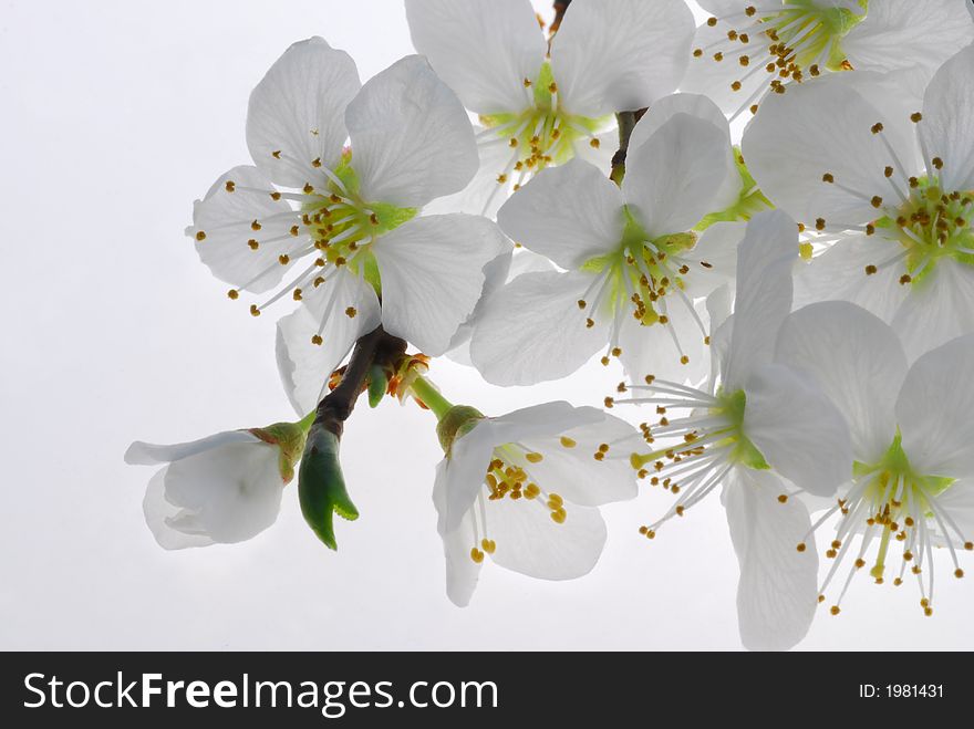 White blooms of mirabelle tree against white background