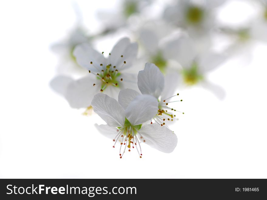 White flowers of mirabelle tree. White flowers of mirabelle tree