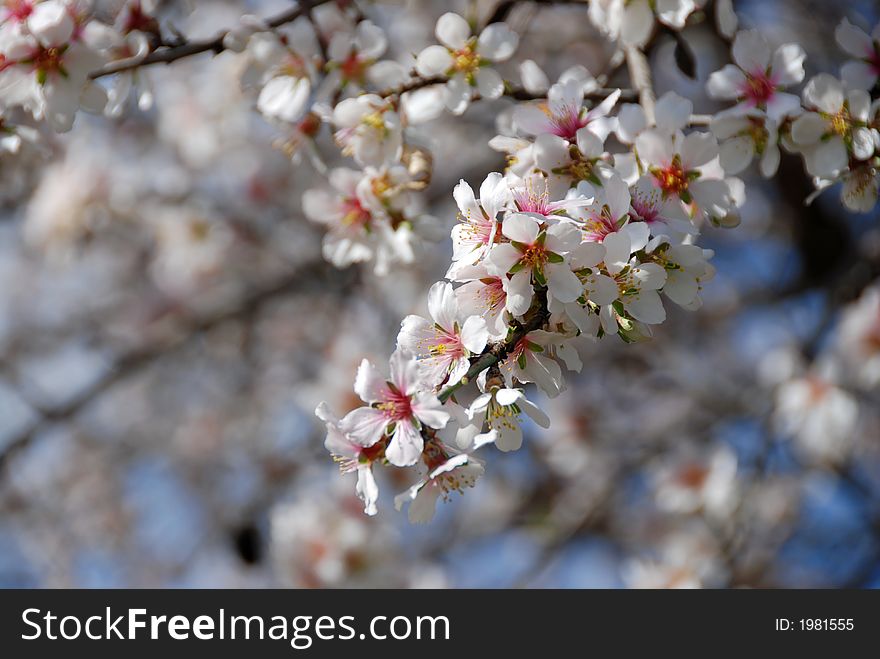 Plum white blossom flowers at late winter... Welcome Spring. Plum white blossom flowers at late winter... Welcome Spring.