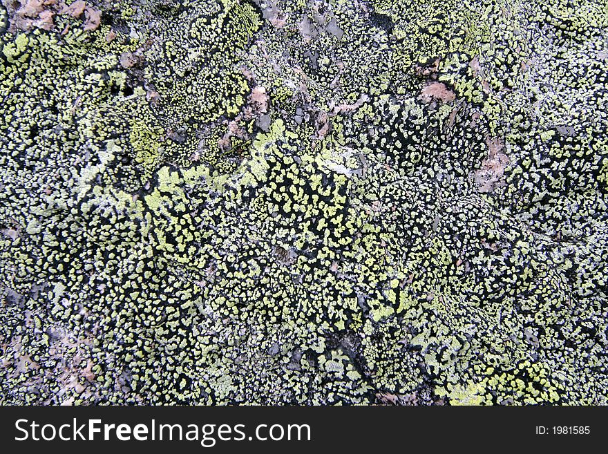 Texture mossy granite