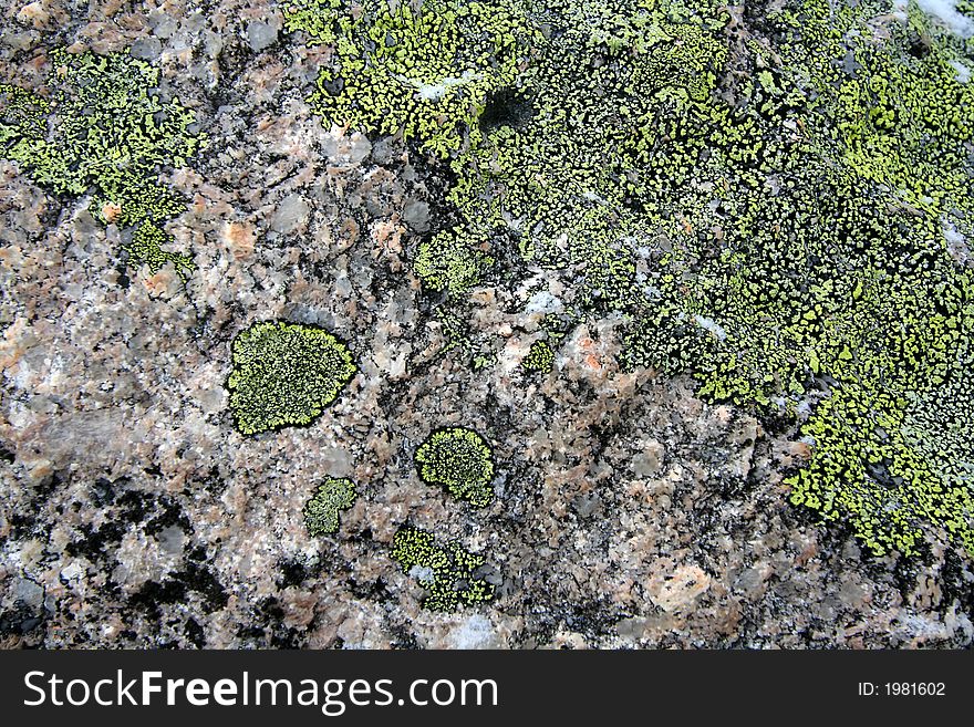 Texture. green moss on granite. Texture. green moss on granite