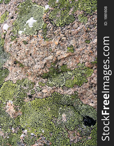 Texture. green moss on granite. Texture. green moss on granite