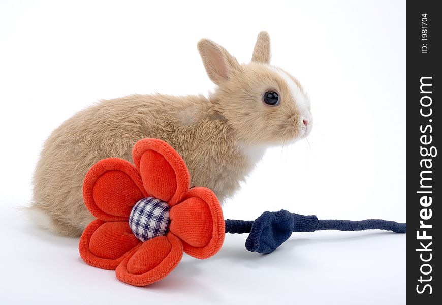 Baby bunny with red flower