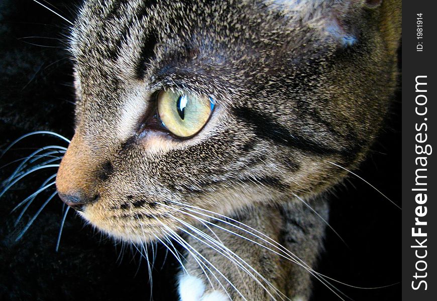 Tabby cat profile showing her greenish eyes. Tabby cat profile showing her greenish eyes