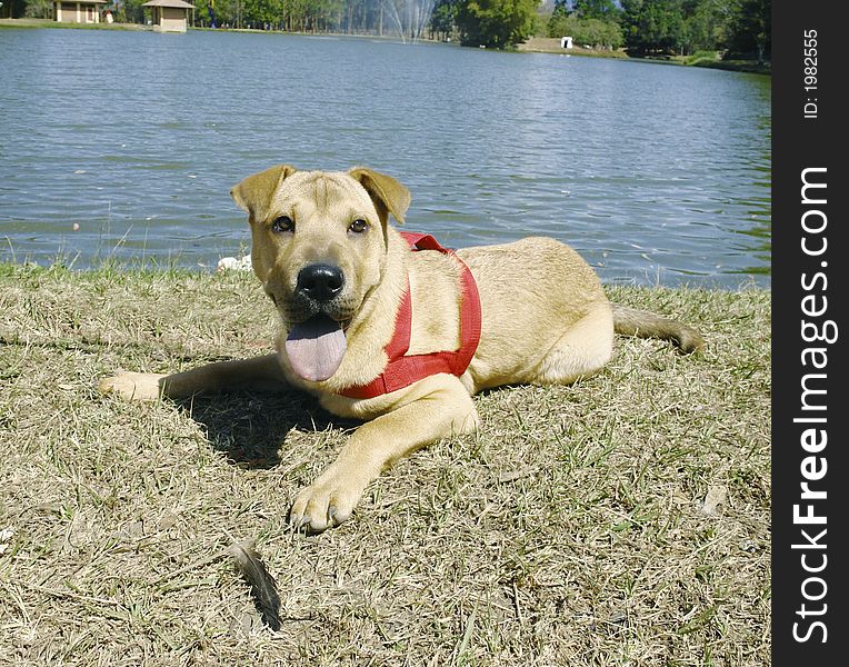 Shar pei like but mixed breed dog laying down. Shar pei like but mixed breed dog laying down