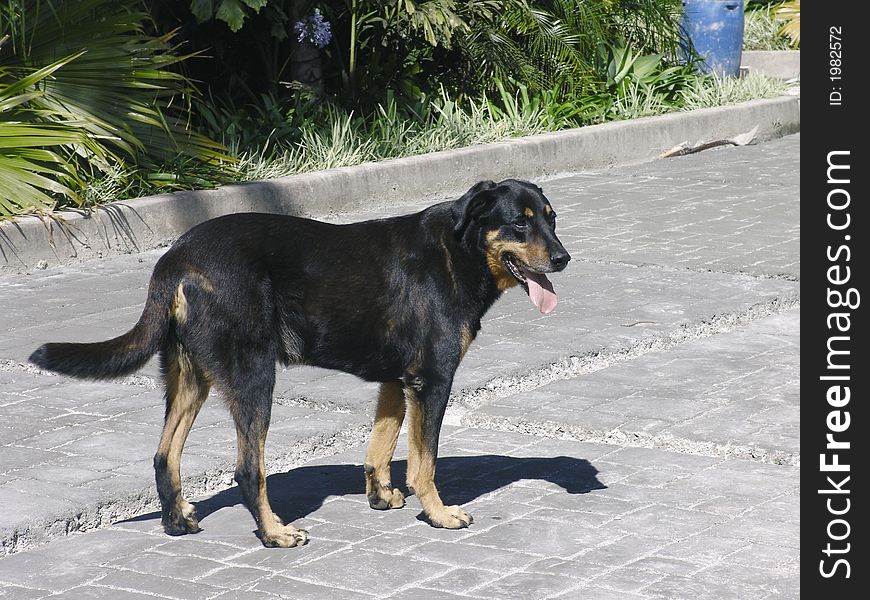 Pure breed beaucheron dog standing up