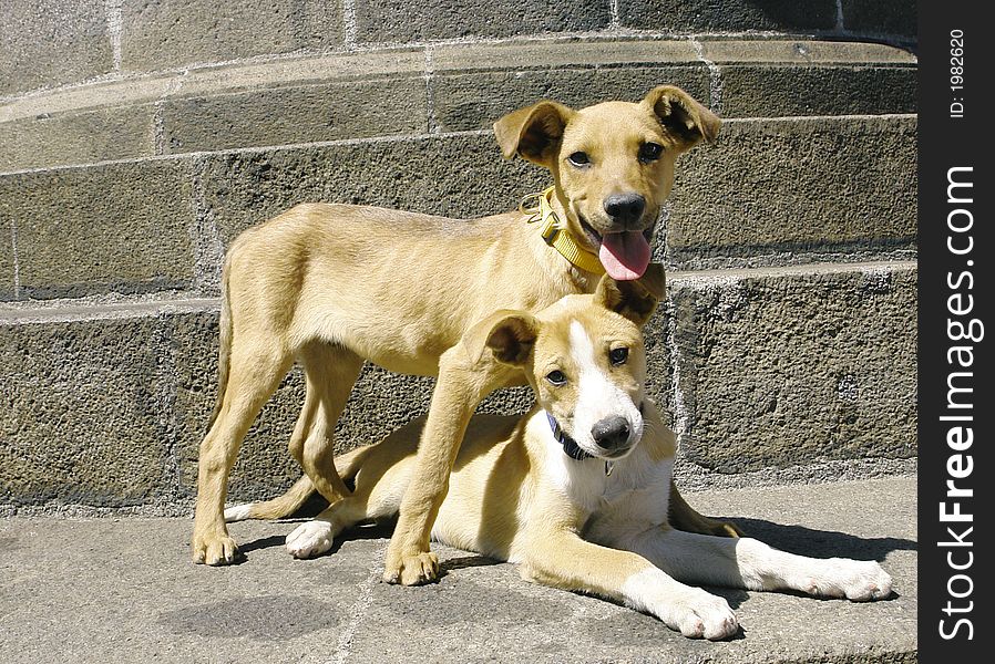 Two mixed breed rescued puppies sitting on a monument. Two mixed breed rescued puppies sitting on a monument