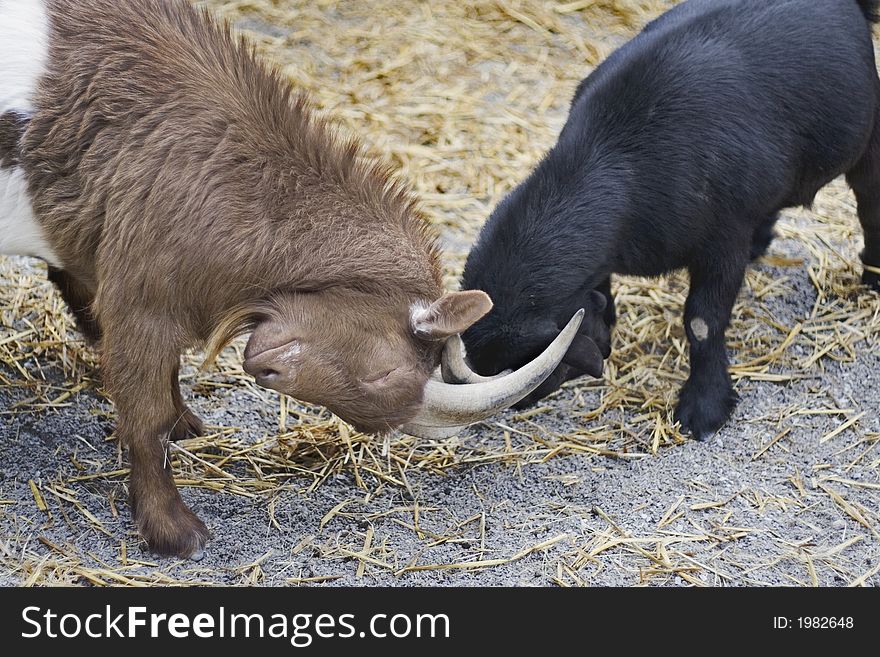 Two African goats play-fighting in their pen. Two African goats play-fighting in their pen.