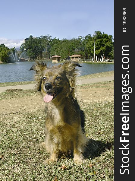 Mixed breed street rescued dog sitting in a park in front of a lake. Mixed breed street rescued dog sitting in a park in front of a lake