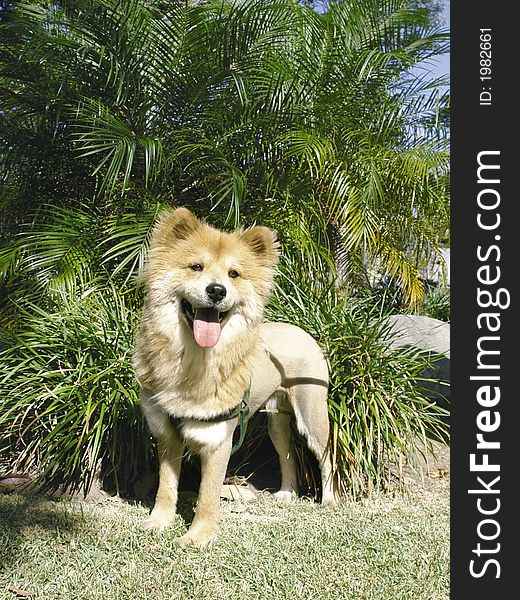 LIon like mixed breed dog in a park. LIon like mixed breed dog in a park