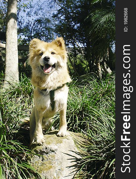 Lion like dog standing on a rock. Lion like dog standing on a rock