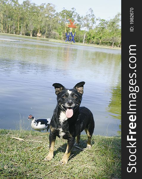 Mixed breed black dog by a lake. Mixed breed black dog by a lake