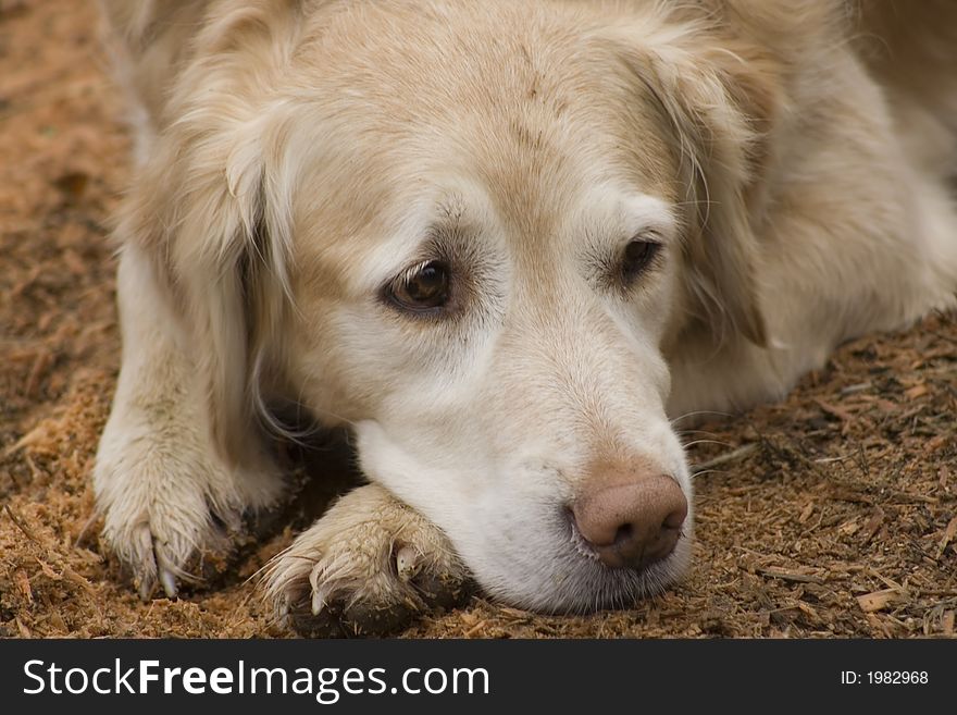 A close up of a cute golden retriever lying comfortably on the ground