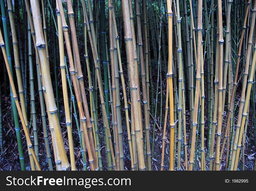 Bamboo forest in Madiera Portugal