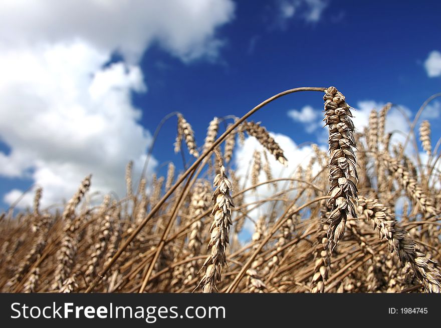 Wheat on field during sunny day. Wheat on field during sunny day