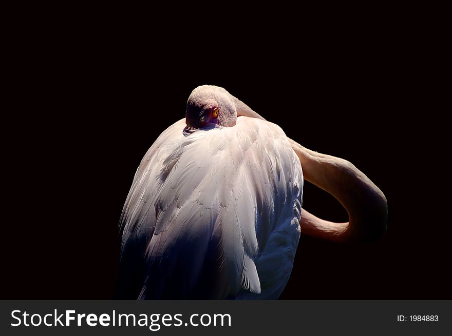 A picture of Flamingo Phoenicopterus ruber roseus on pitch black background