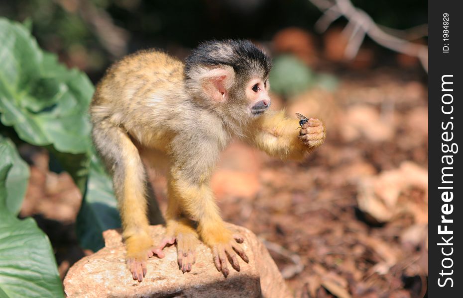 Little squirrel-monkey has captured fly and ready to eat it. Little squirrel-monkey has captured fly and ready to eat it