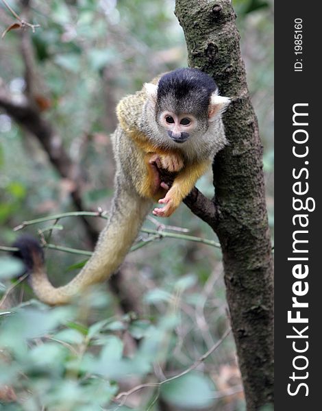 Little squirrel-monkey sitting on the tree and ready for jump. Little squirrel-monkey sitting on the tree and ready for jump