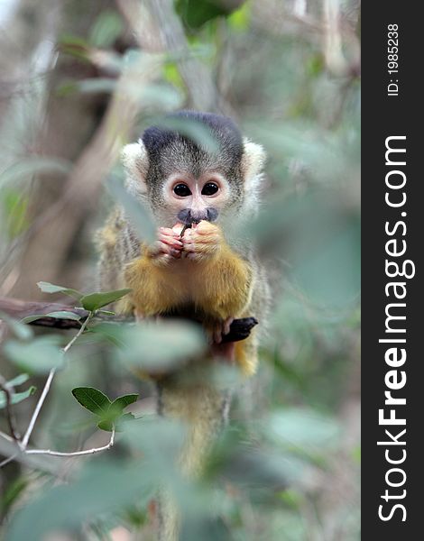 Squirrel monkey hiding behind the leaves