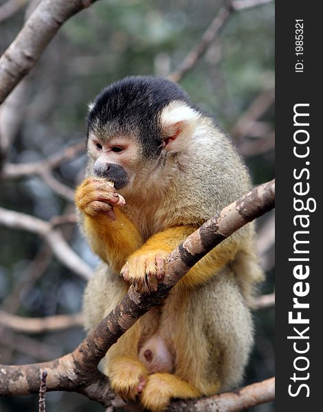 Little female squirrel-monkey sitting on the tree and having lunch. Little female squirrel-monkey sitting on the tree and having lunch