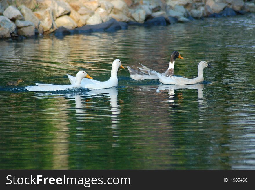 A group of ducks in a pond
