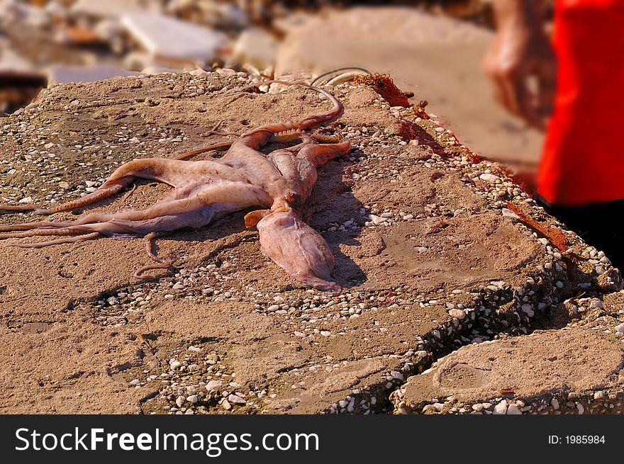 Octopus  out of the sea and rocks