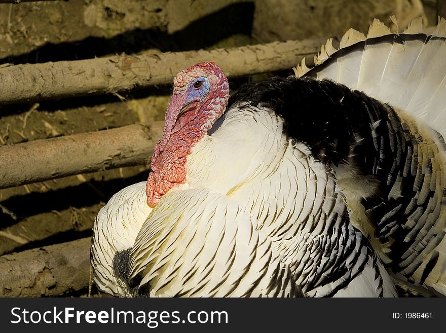 Brightly coloured turkeyÂ´s male in ZOO of Pilsen. Brightly coloured turkeyÂ´s male in ZOO of Pilsen