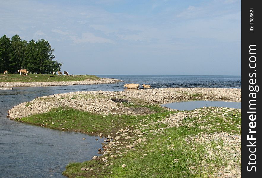 Landscape With Cows Fording River