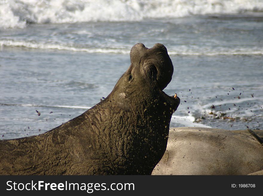 A Male Elephant Seal on the beach in San Simeon, California. A Male Elephant Seal on the beach in San Simeon, California.