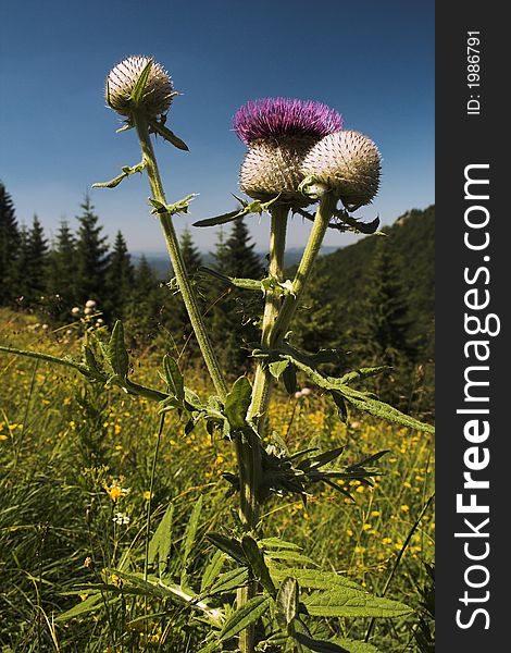 Mountain thistle growing on meadow in Slovakia