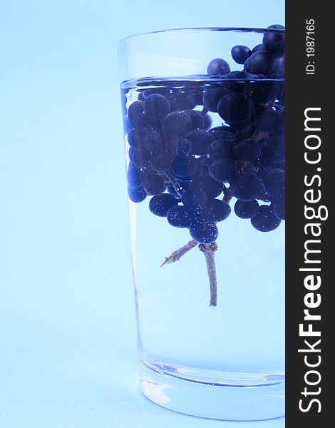 Branch of a black currant over blue. Branch of a black currant over blue