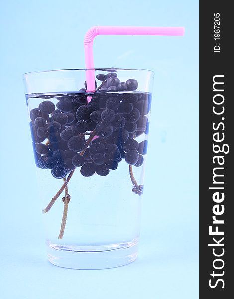 Branch of a black currant over blue. Branch of a black currant over blue