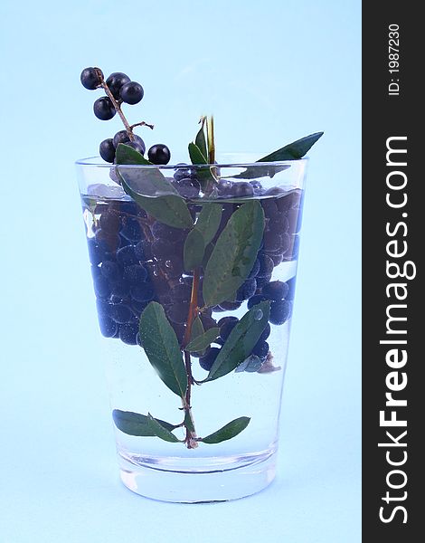 Water Currant