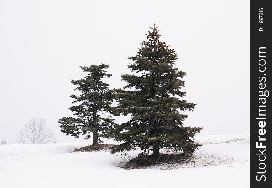 Stormy weather season with pine tree on white snow