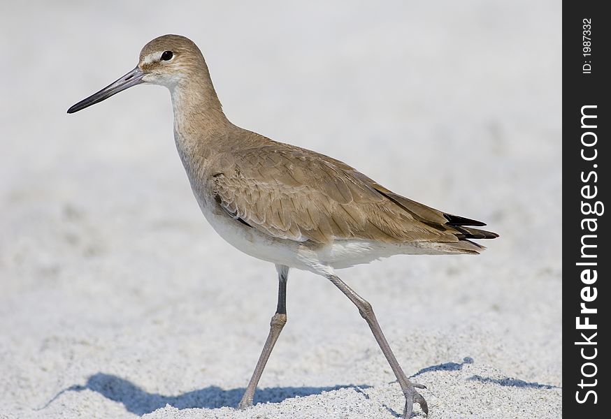 A young Willet taking a leisurely stroll on the beach in Florida