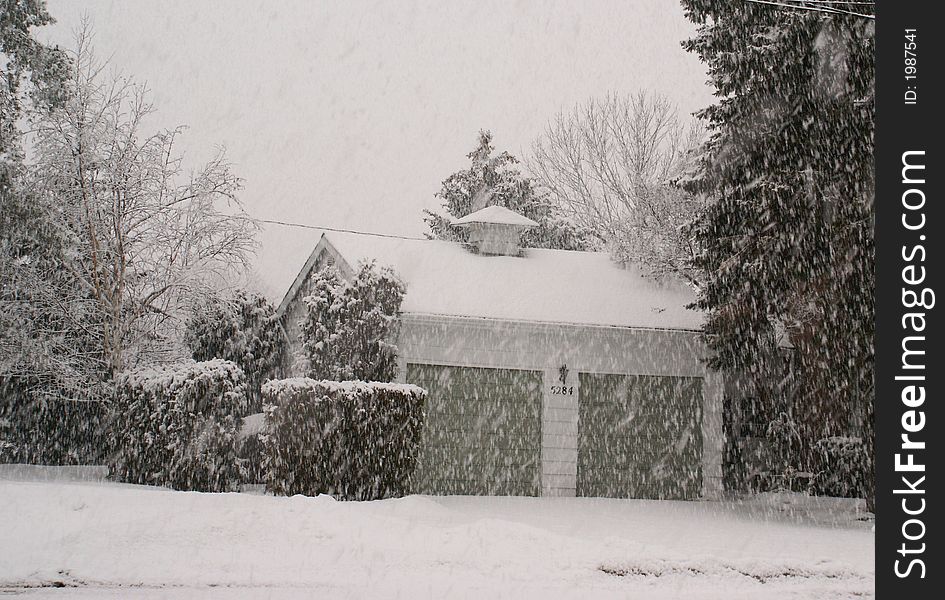 Stormy weather season with pine tree on white snow. Stormy weather season with pine tree on white snow
