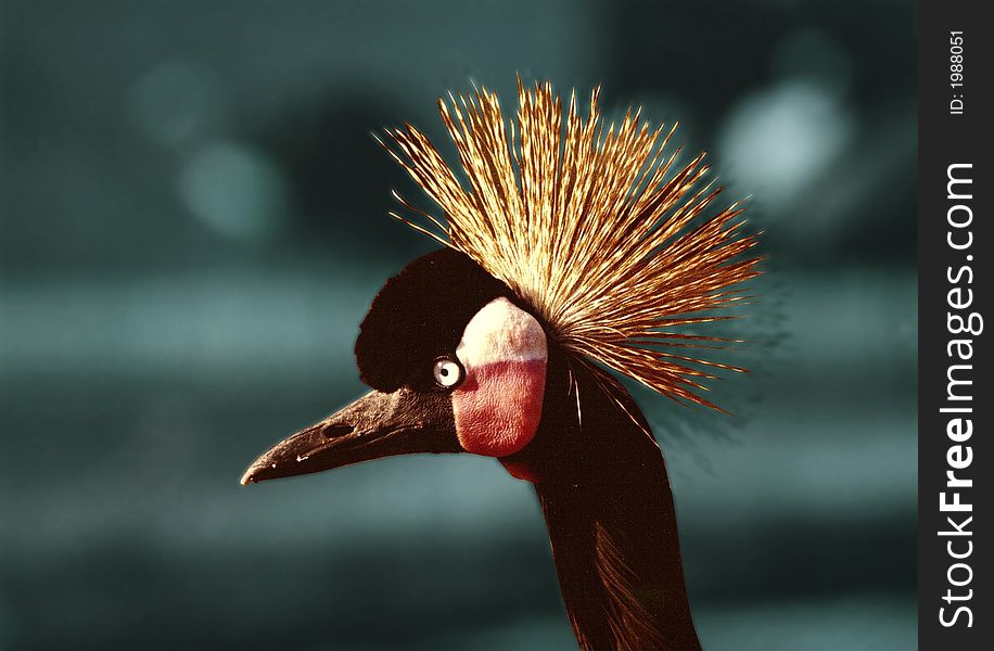 Zoom of a crowned crane's head