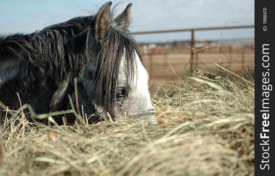 Pony In Haystack